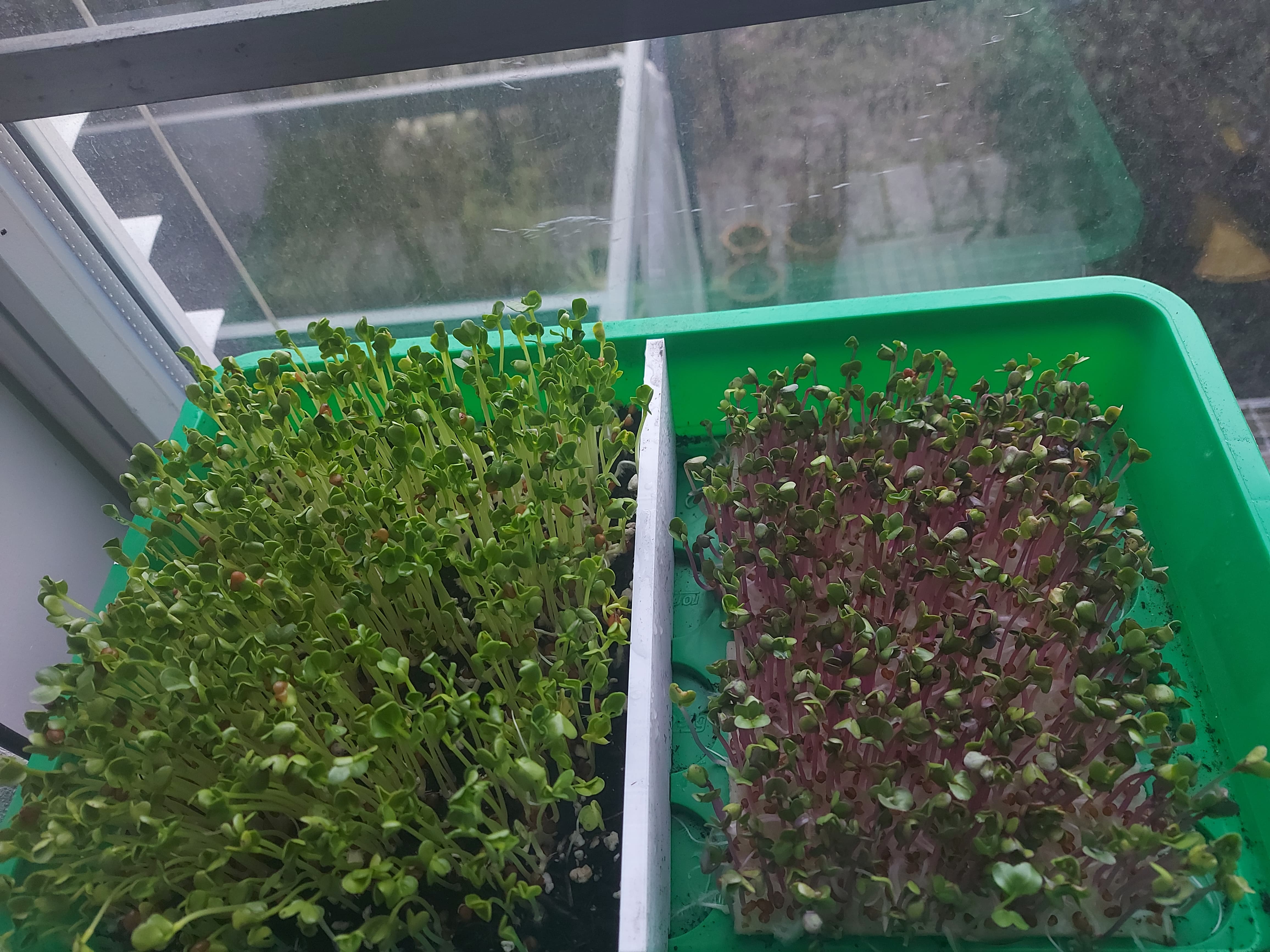 Microgreens Test(Tag 5)