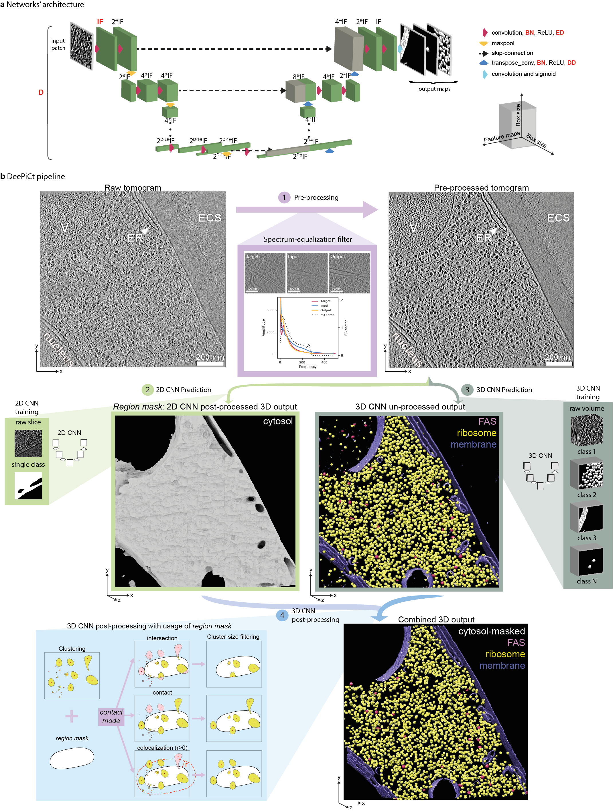 Segmentation of fatty-acid synthases (FAS), ribosomes and membranes in a cryo-tomogram from S.pombe