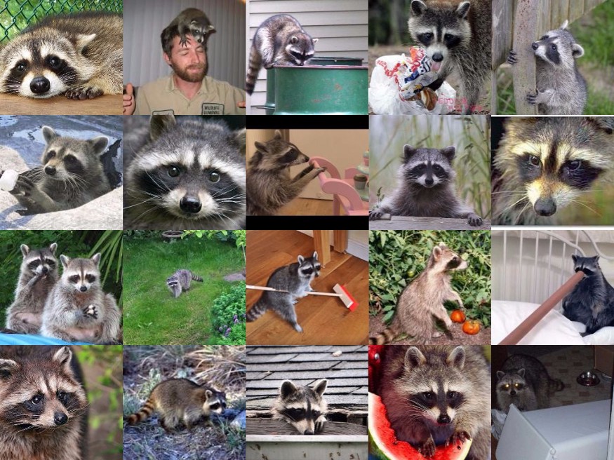 raccoon_dataset