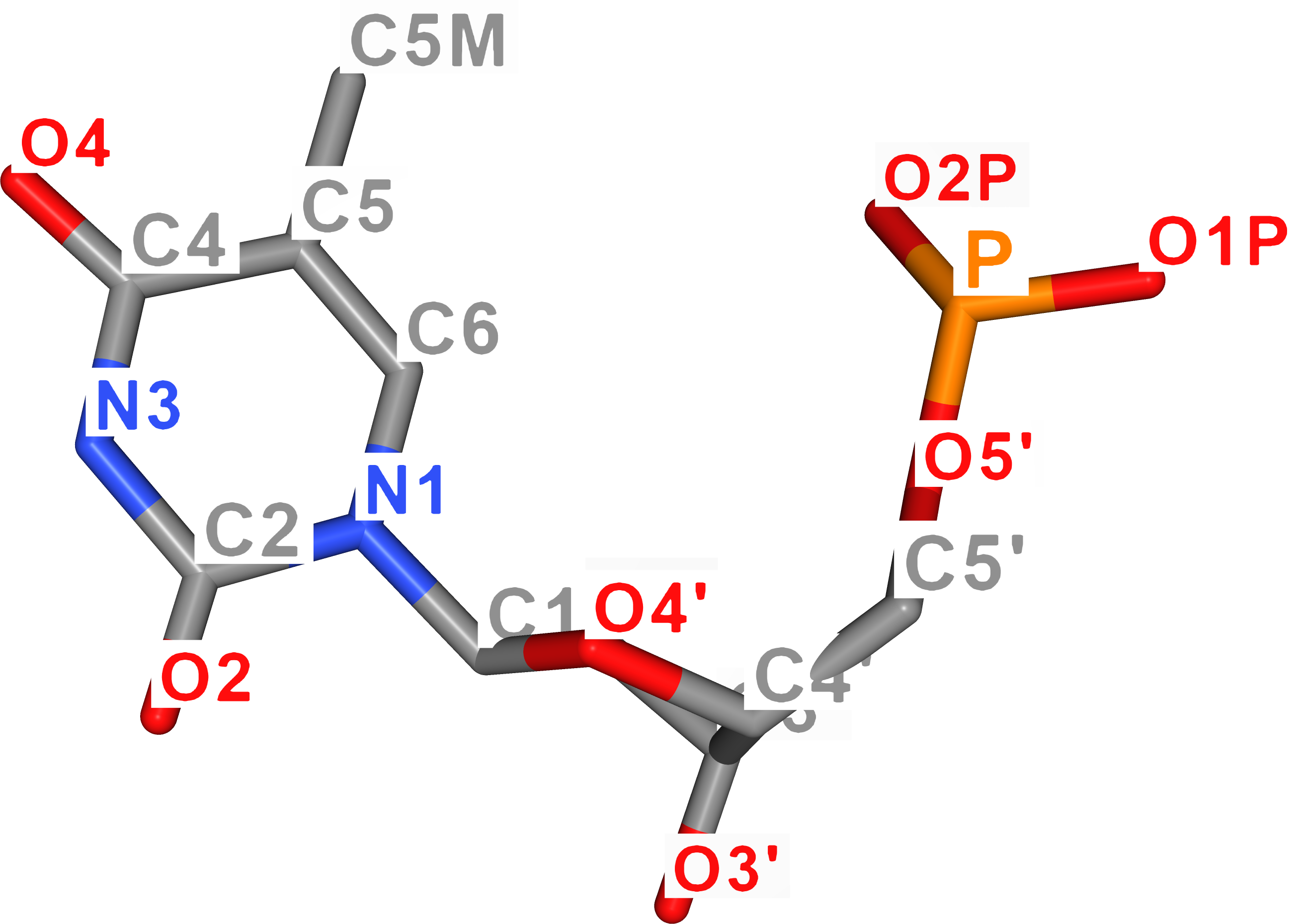 Thymine