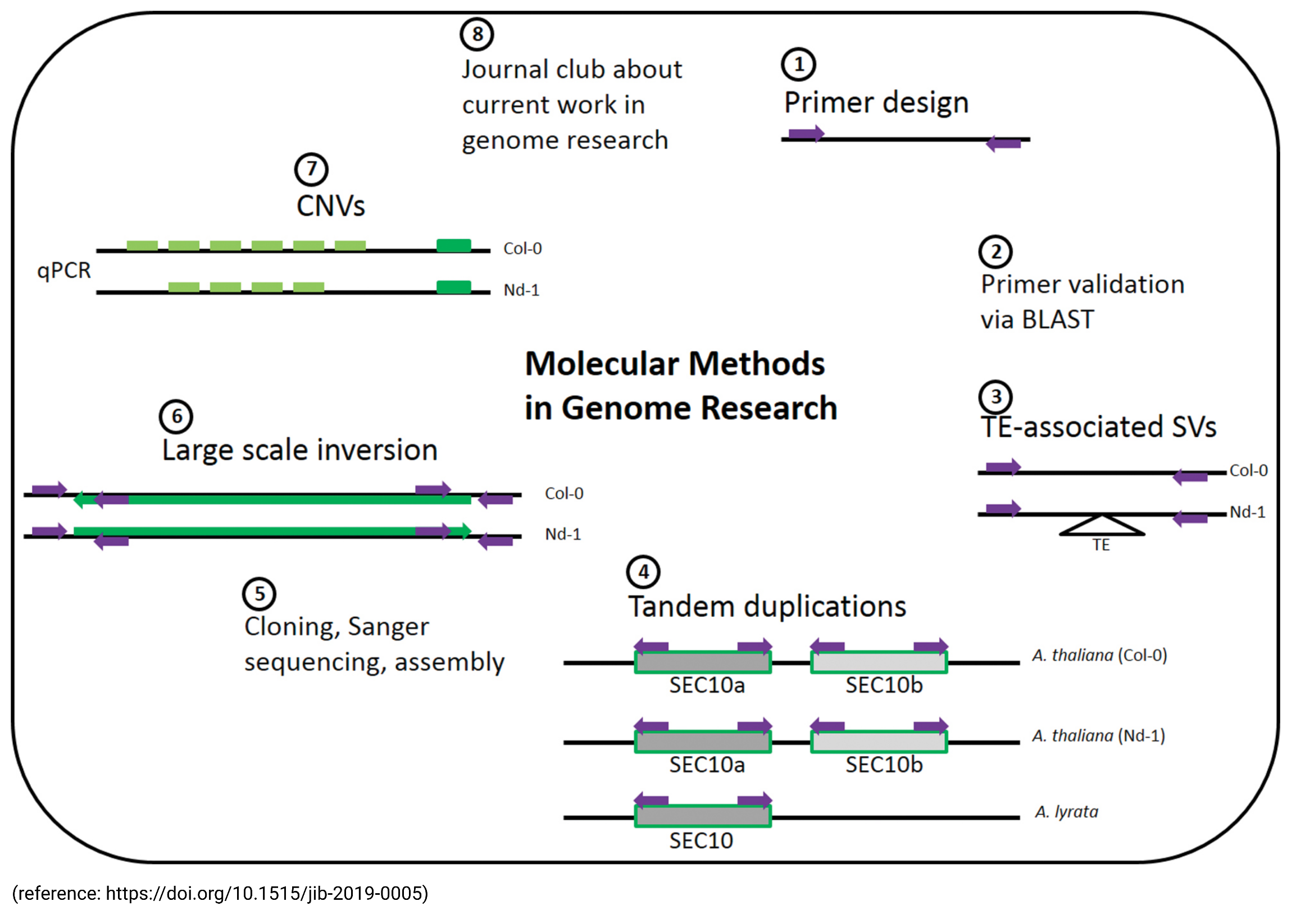 Molecular Methods in Genome Research course content overview