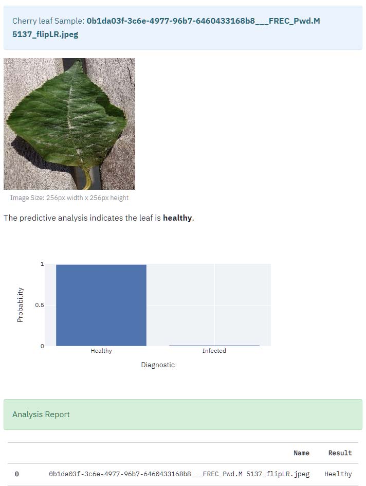 Misclassified Infected Leaf