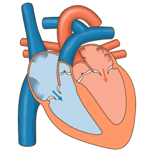 Flujo de la sangre a través de las cámaras del corazón