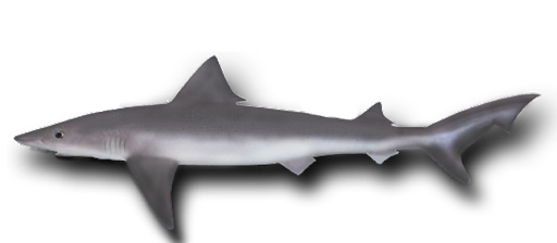 whaler shark