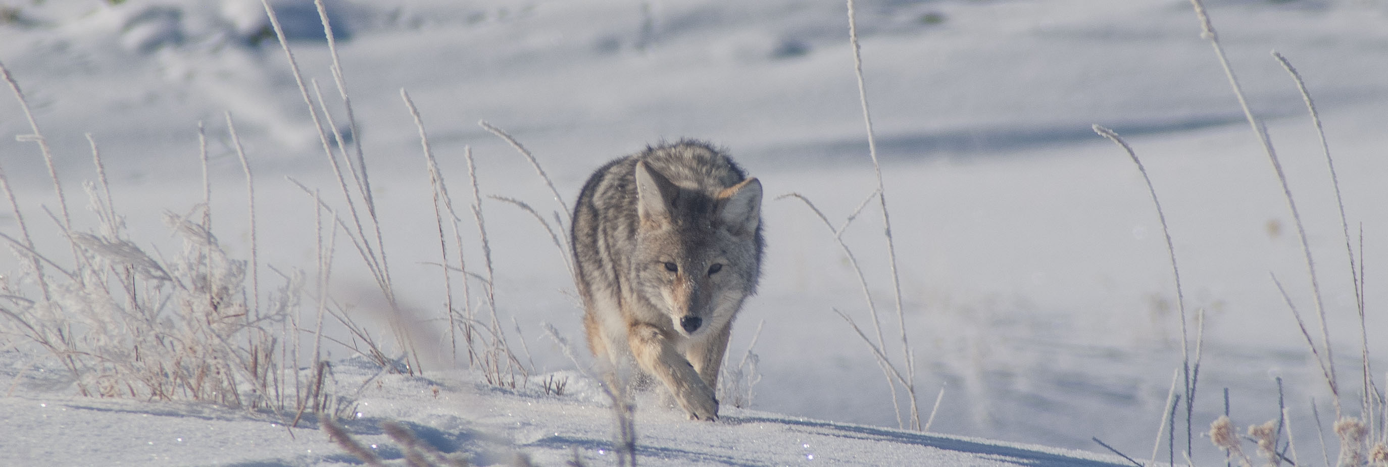A coyote in Yellowstone National Park.