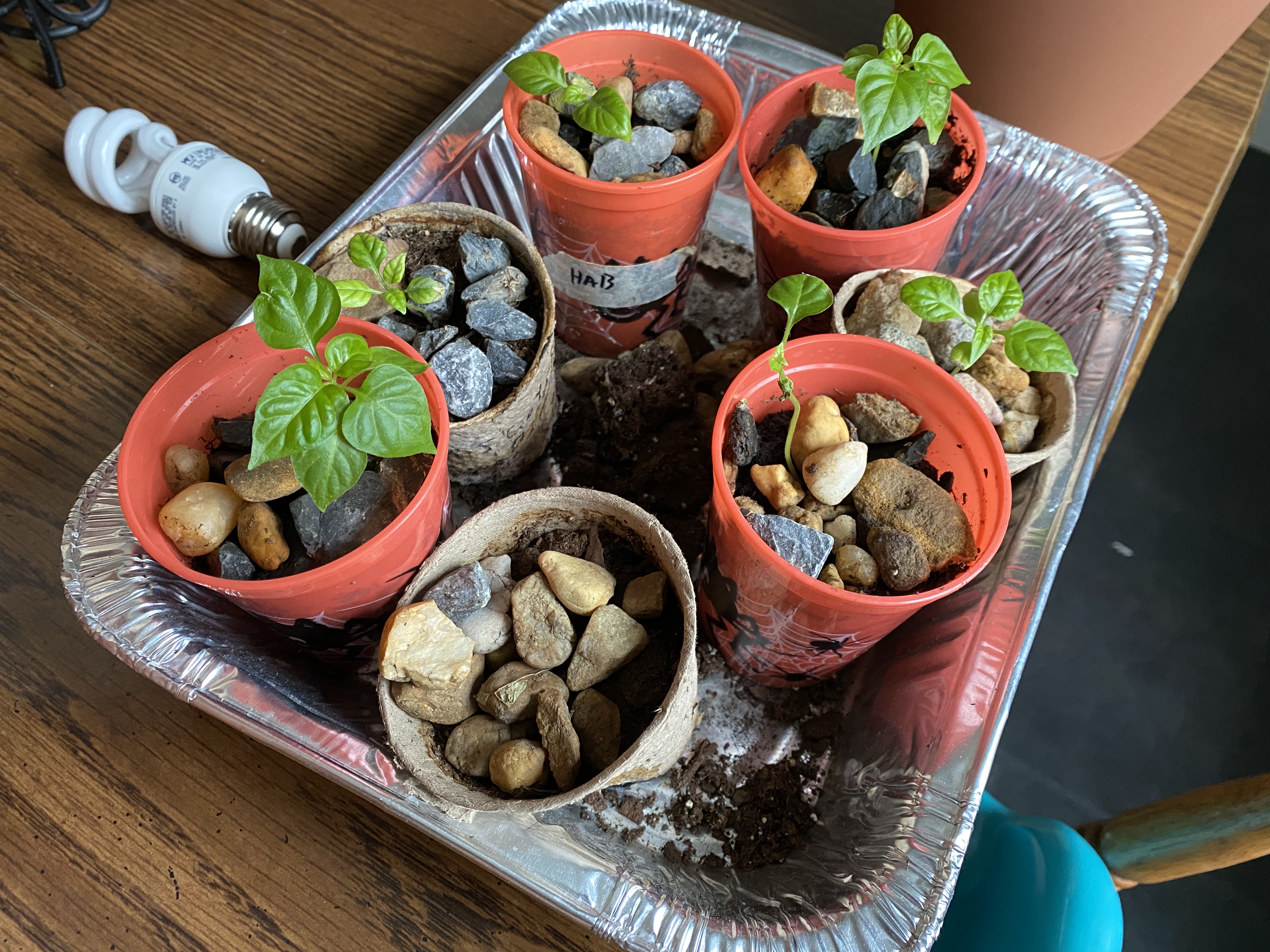 Seedlings in various stages of growth (including dead)