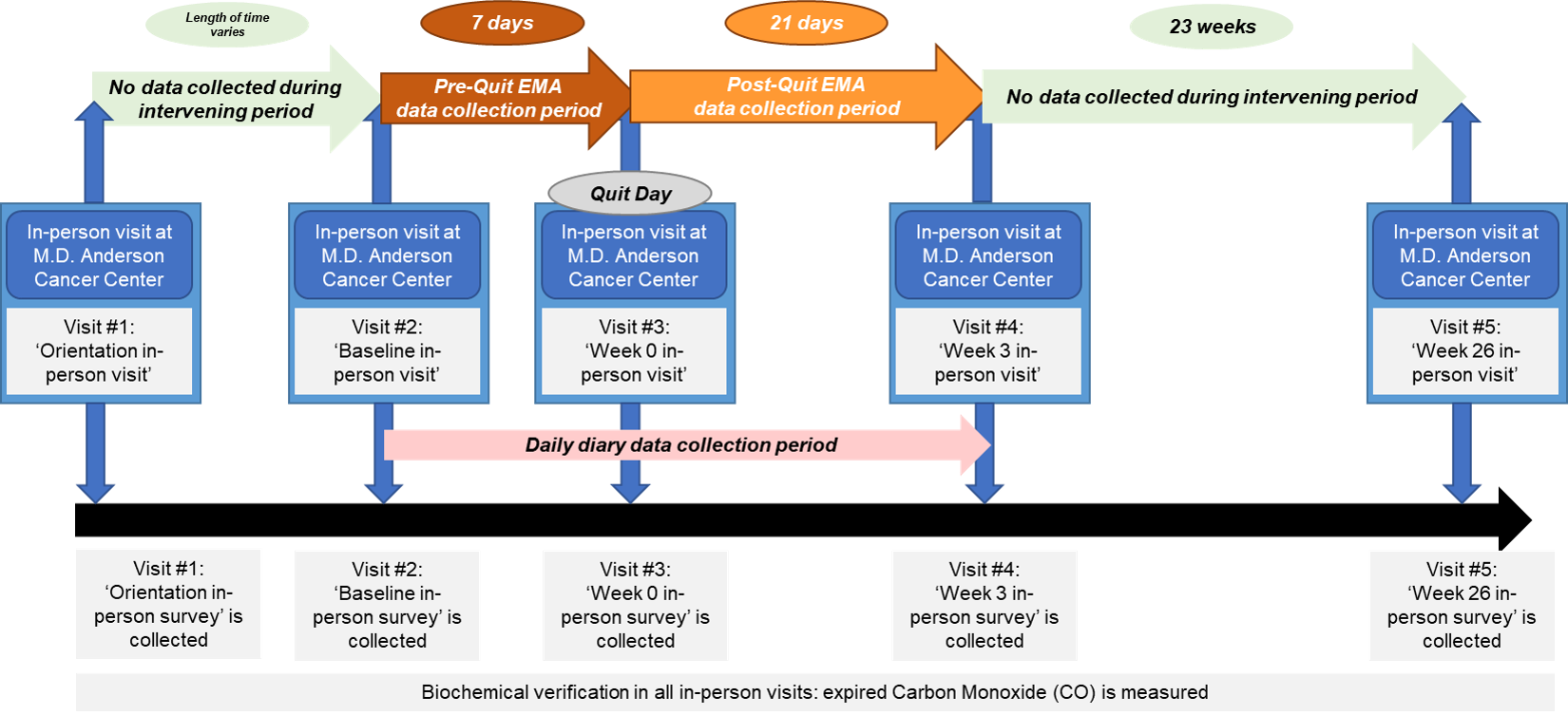 study_visit_timeline_pns.png