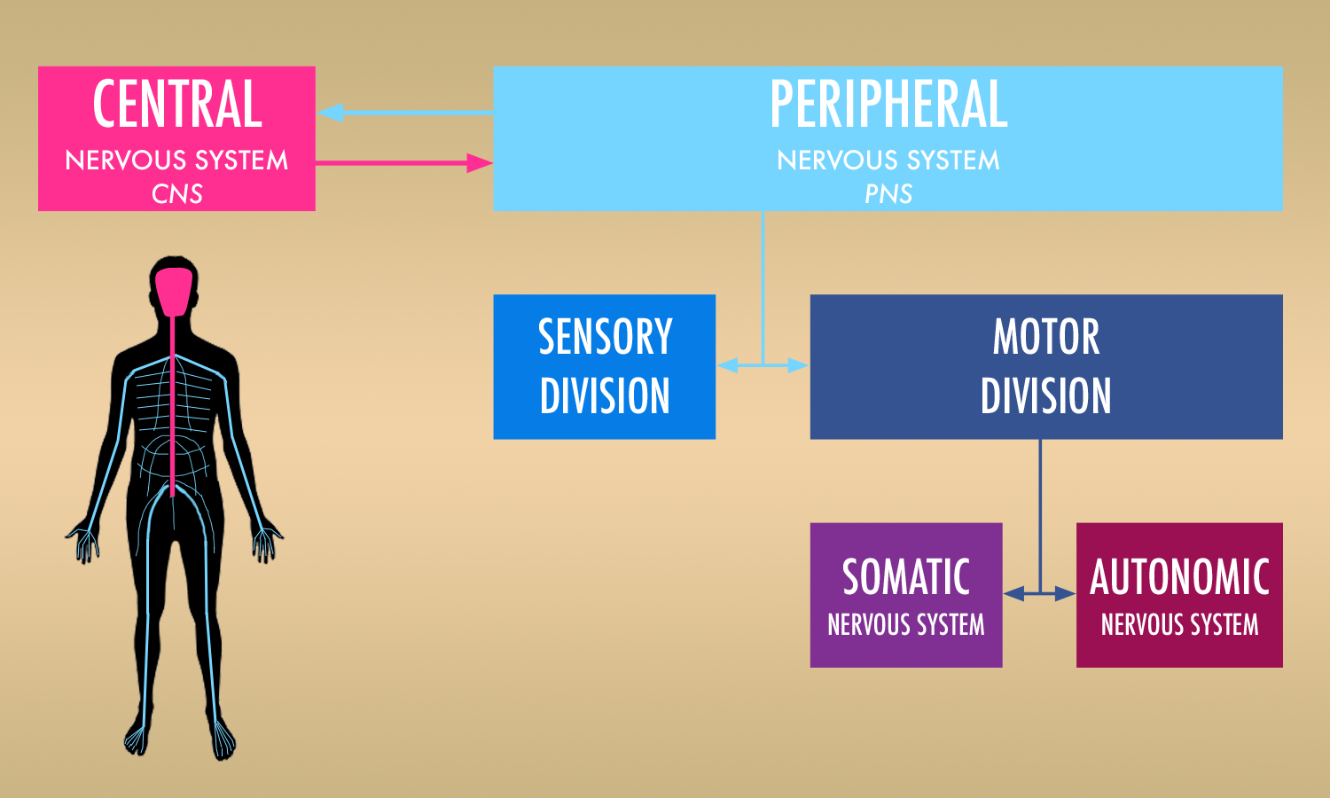 humannervoussystem.png