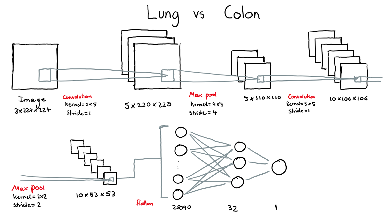 CNN #1 - Lung vs. Colon Architecture