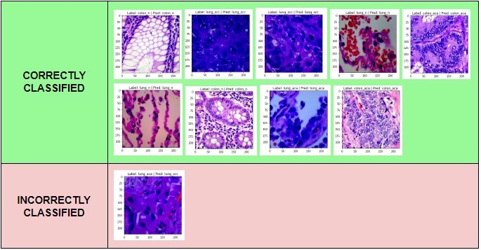 Classification of Dataset Images