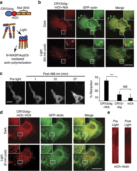 Light mediated cytoskeleton disruption