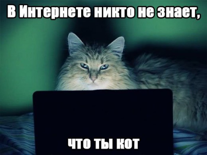 Cat in Internet