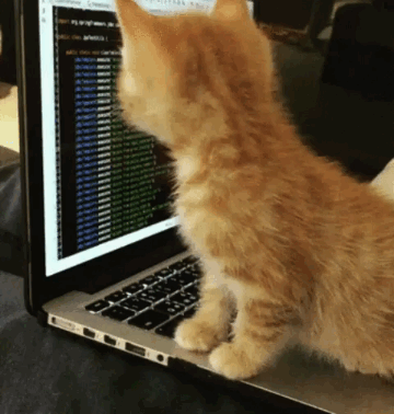 typing-cat
