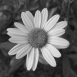 blurred flower