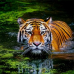 blurred tiger