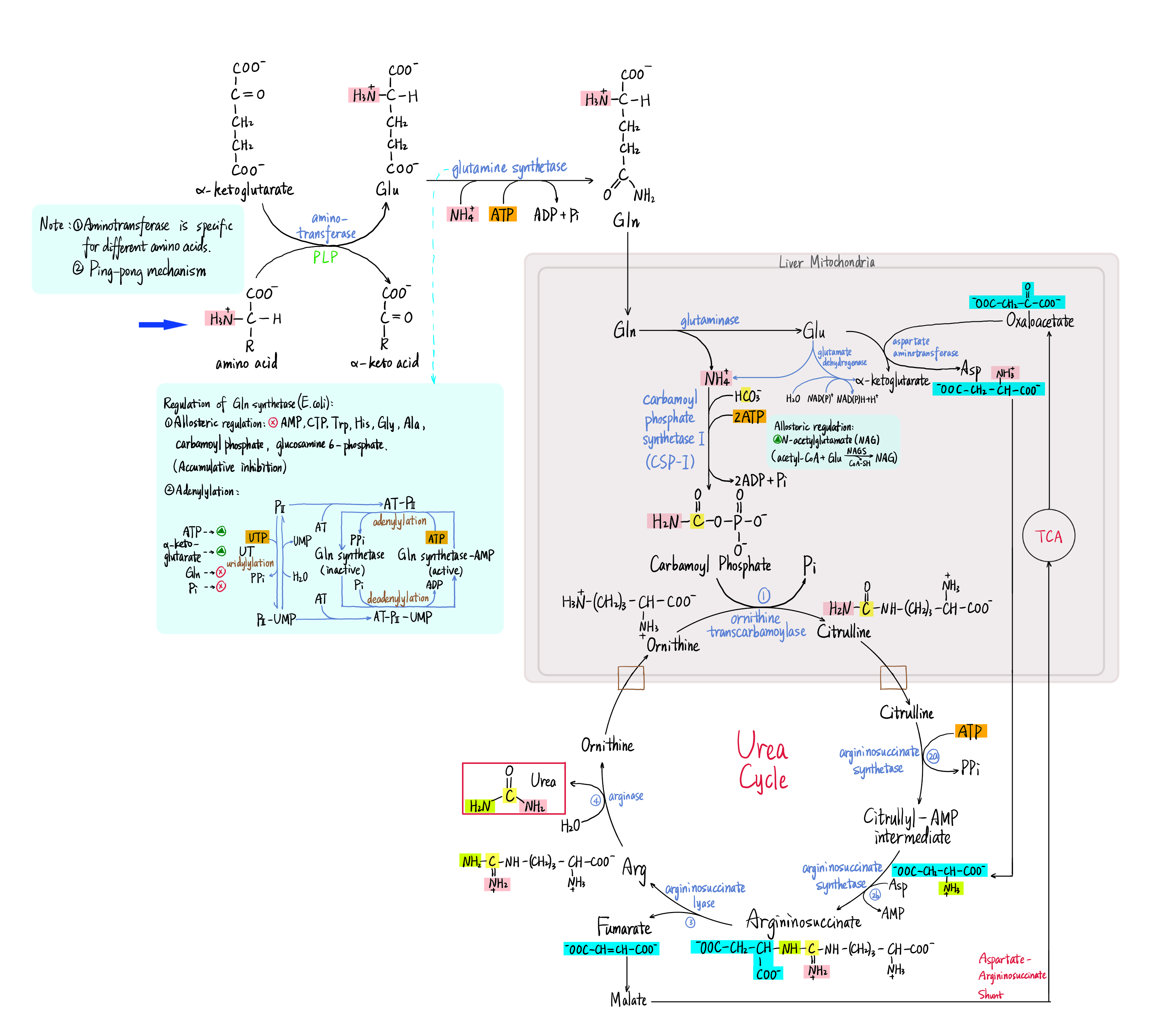 Amino Acid Catabolism and Urea Cycle