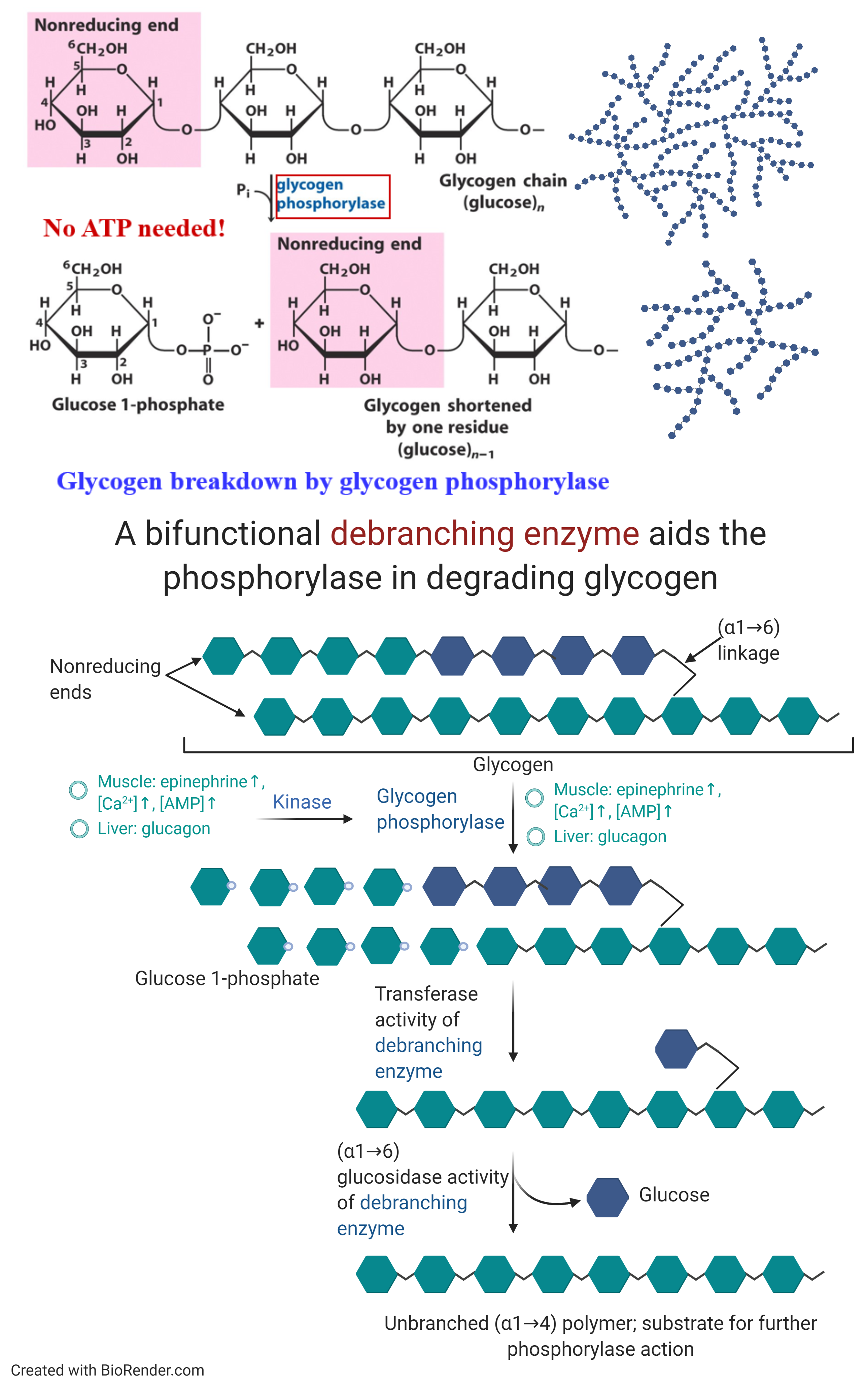 Glycogen Degradation