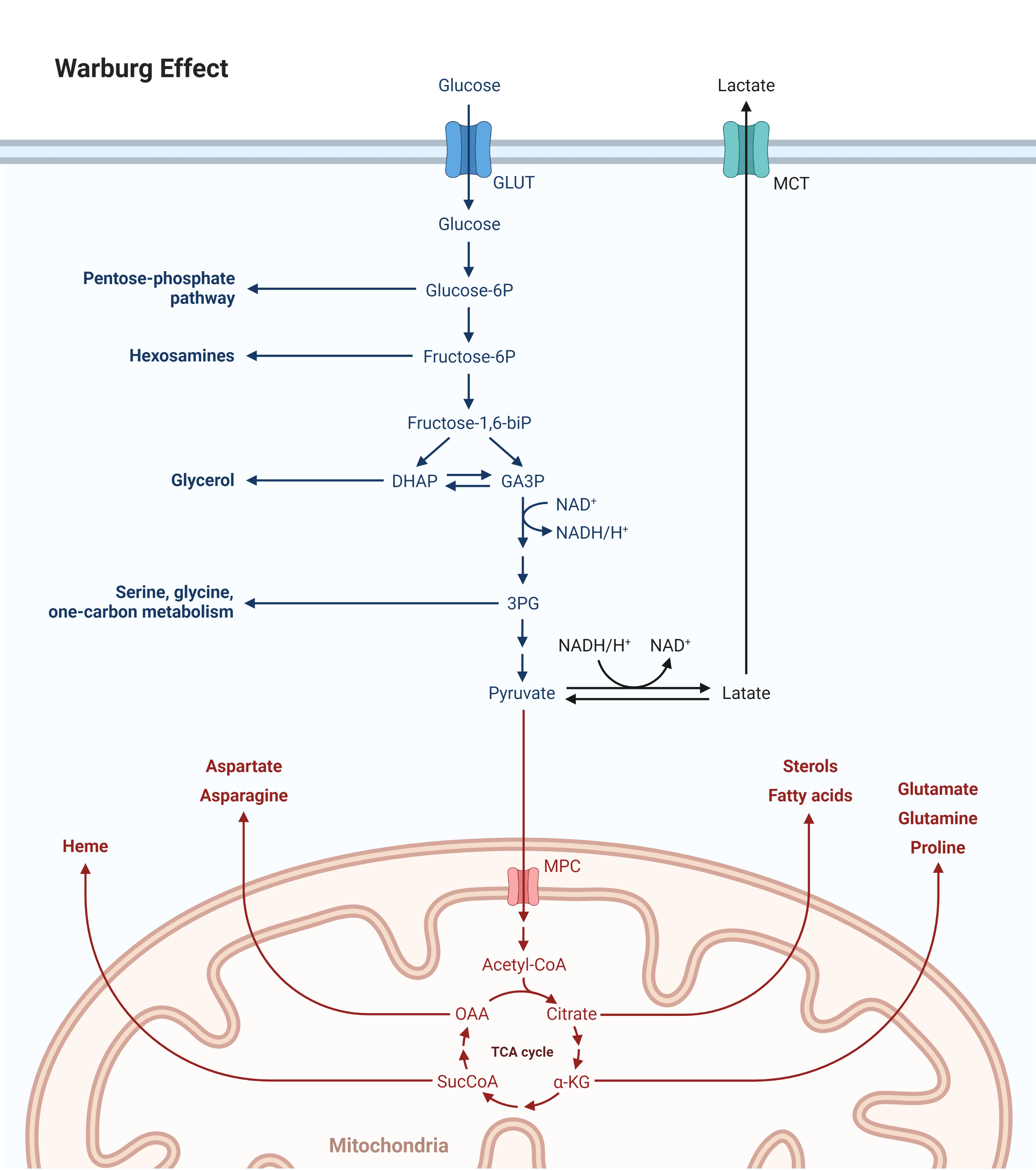 Warburg Effect