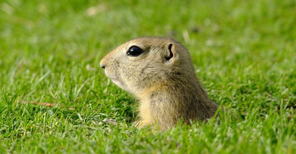 gopher