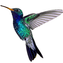 hummingbird