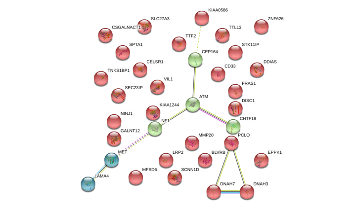 PN_network