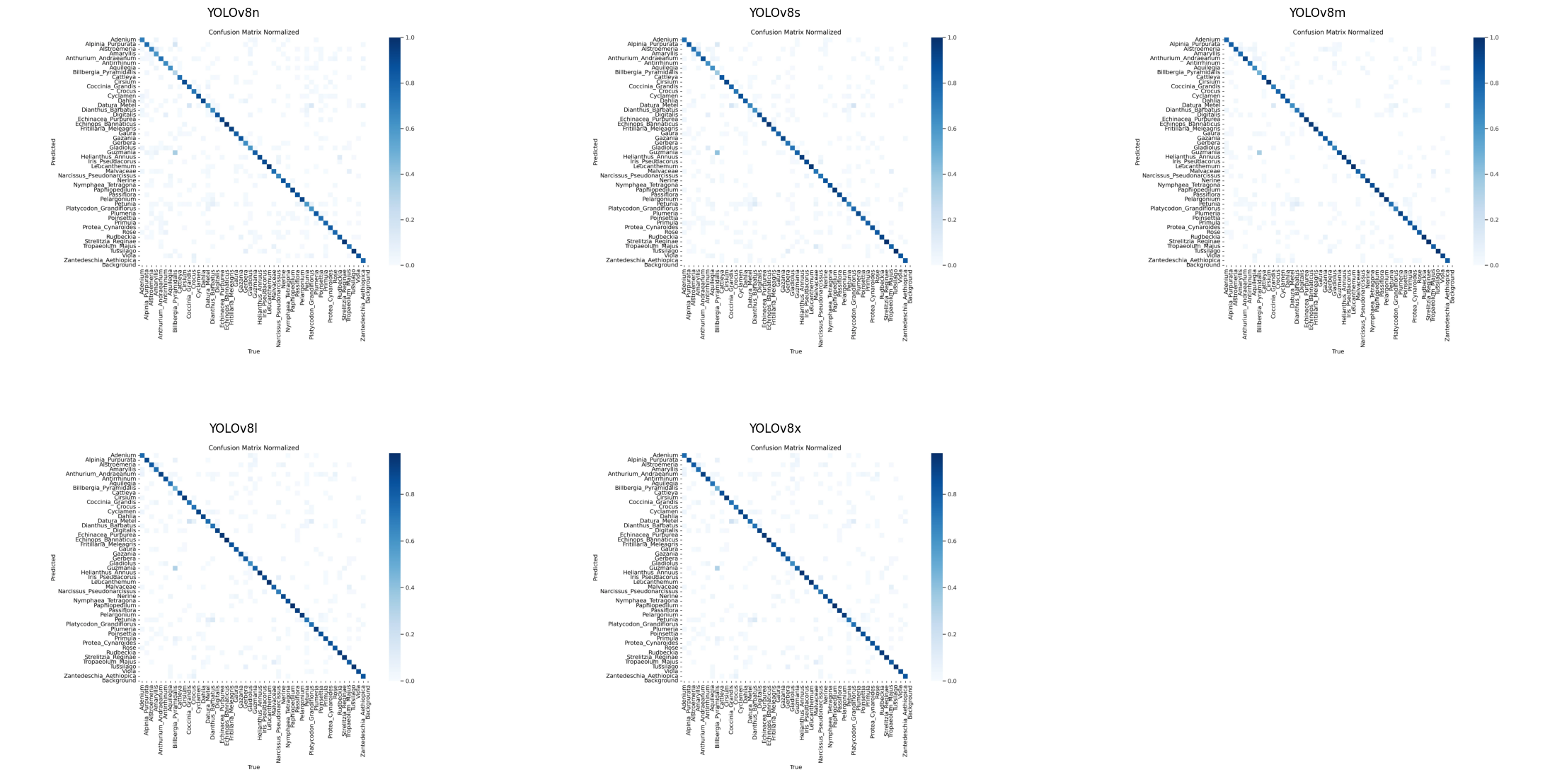 YOLOv8 Image Classifier