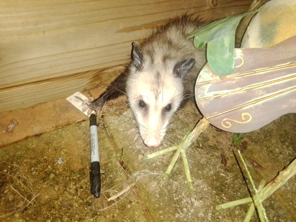 a possum holding a sharpie