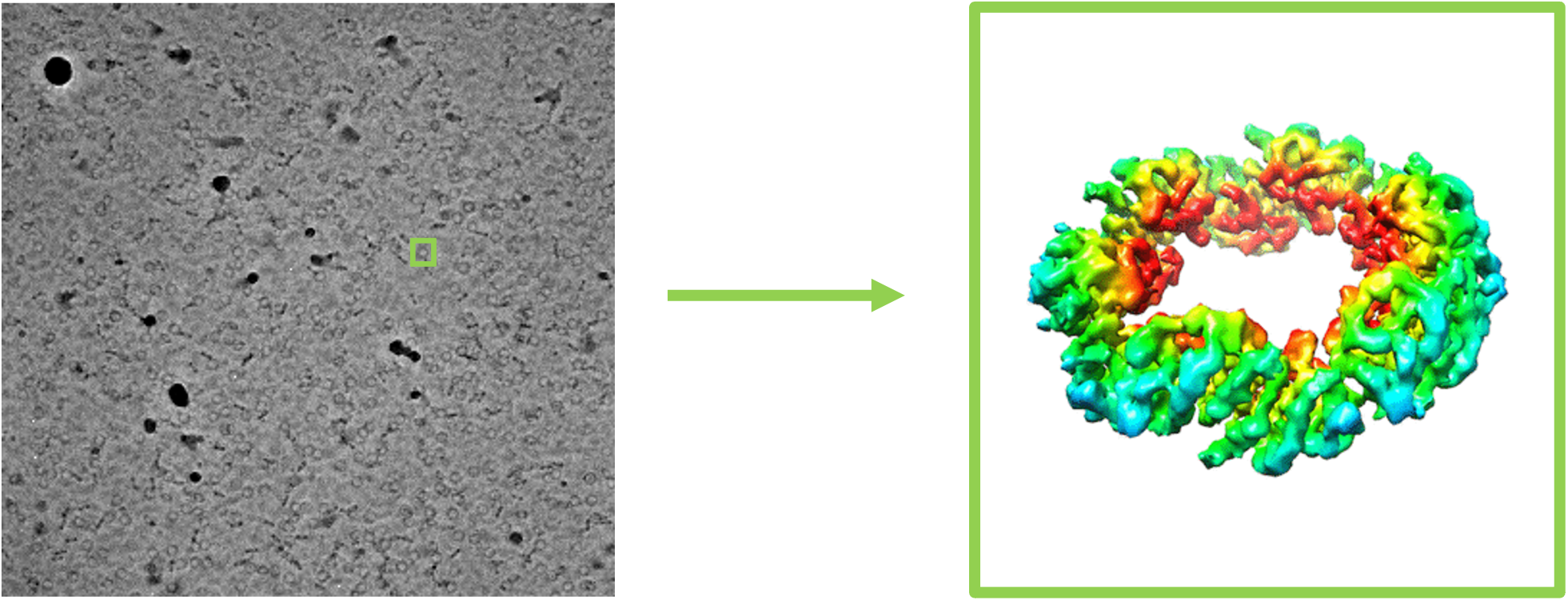 CryoEM pipeline from raw image (left, individual particle highlighted in green) to the molecular structure (right)