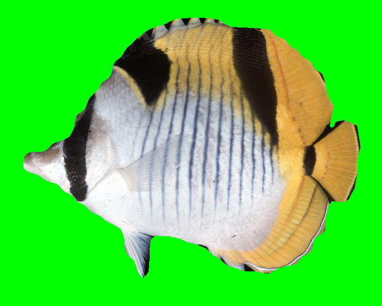Example Green Fish
