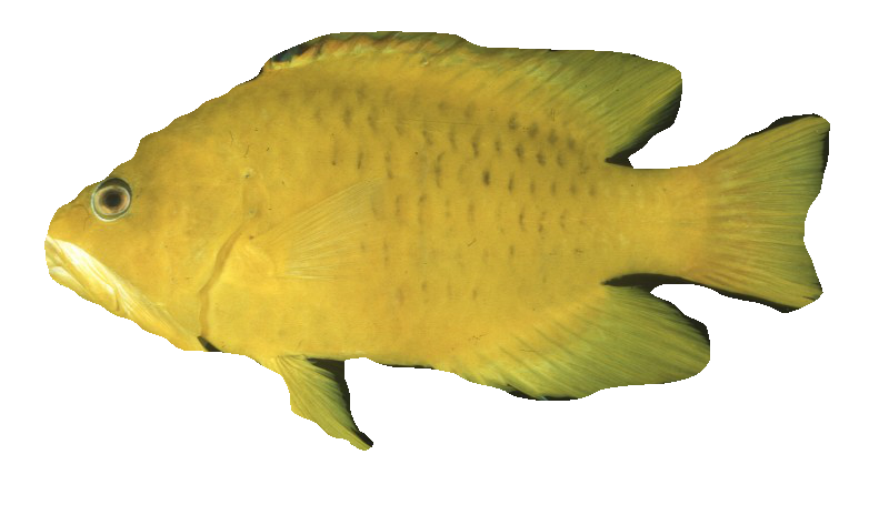 Example Segmented Fish