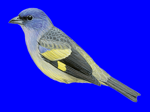 Example Blue Bird