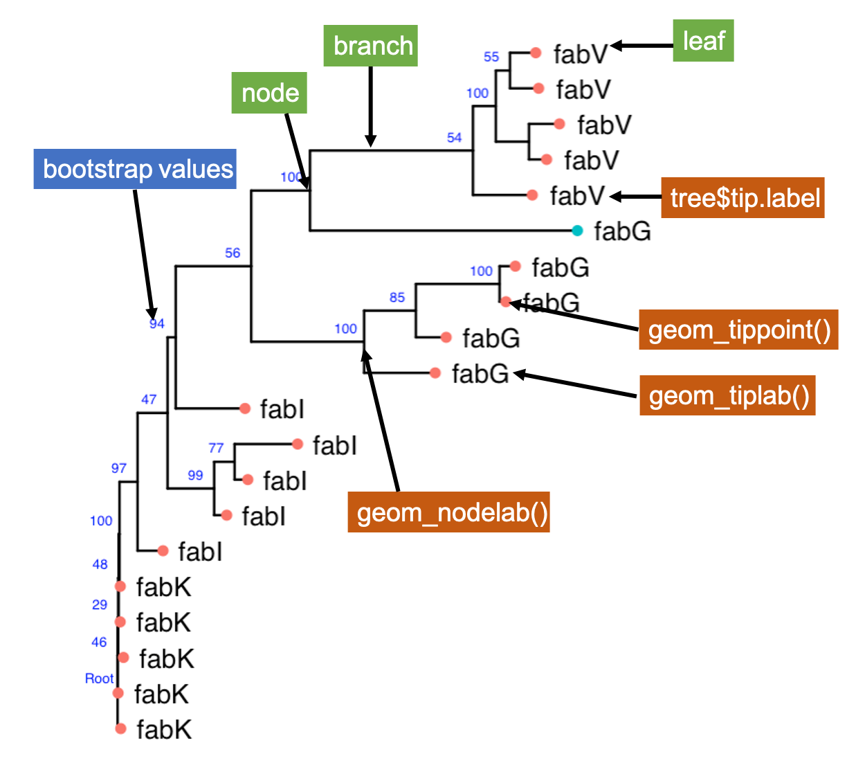 different terms used to describe a tree