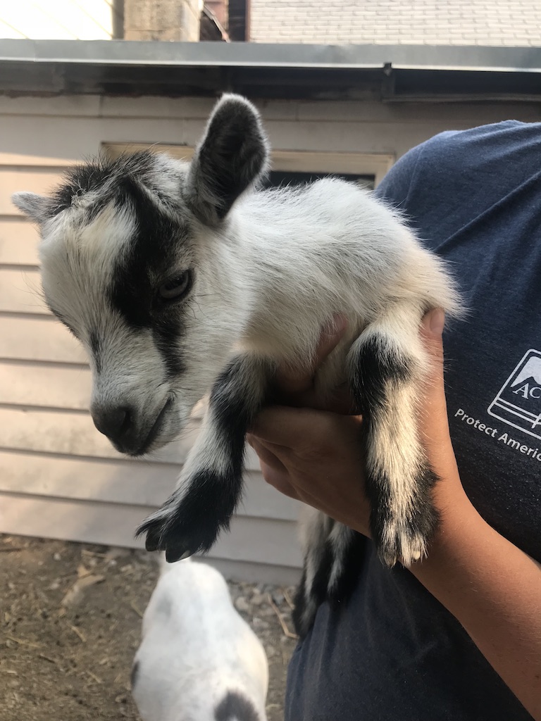 baby goat