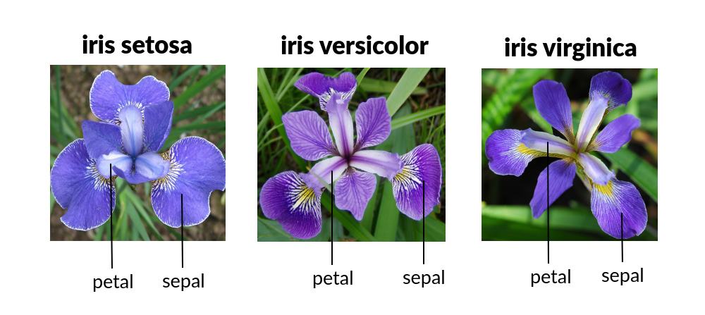 iris-flowers