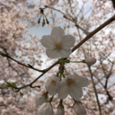 Sakura