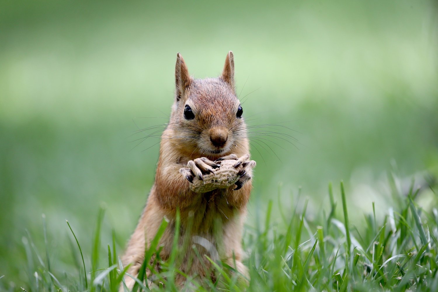 A squirrel in a park in Istanbul