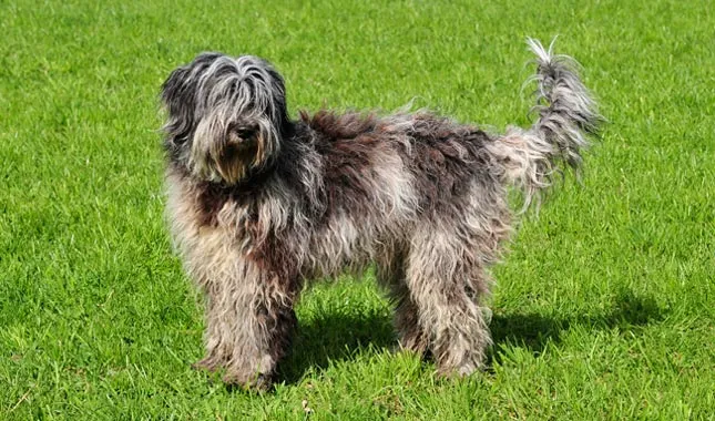 Bergamasco