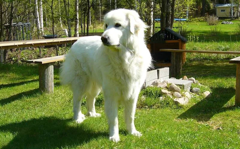 Kuvasz