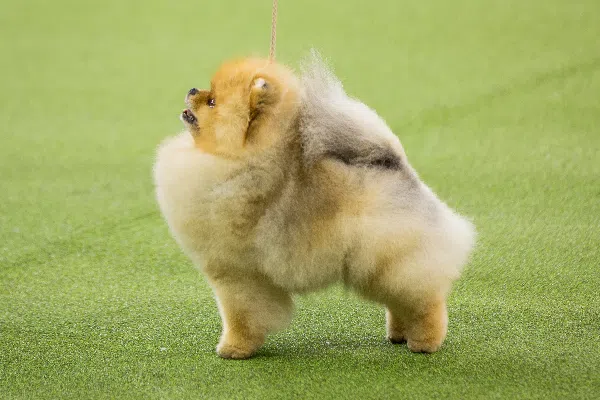 Pomeranian