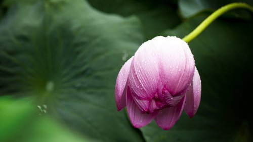 Lotus Leaf in Rain Wallpaper