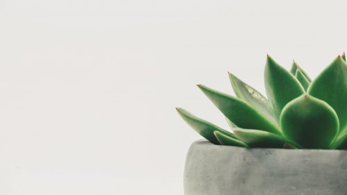 Minimalist Succulent  Wallpaper