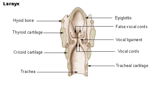 Illu larynx.jpg