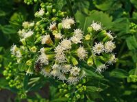 Ageratina altissima 002.JPG