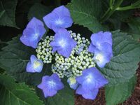 Hydrangea MacrophyllaTaube.JPG