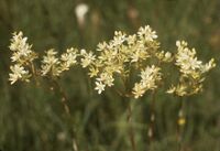 ZigadenusGlaberrimus.jpg