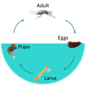 Mosquito Life-Cycle.svg