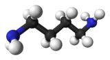 Ball and stick model of putrescine