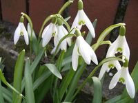 Galanthus nivalis 2202.JPG