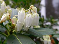 Pieris japonica (1).jpg