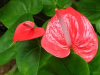 Aanthurium.JPG